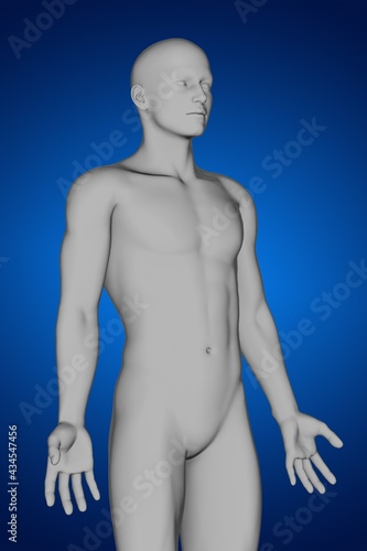 3d rendering of human anatomy