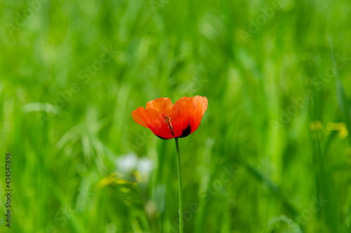 Blooming wild red poppy flower on a blurred background of green grass. Natural background.