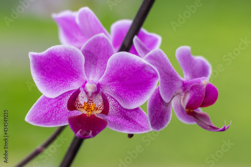 knabenkr  uter - Orchidee
