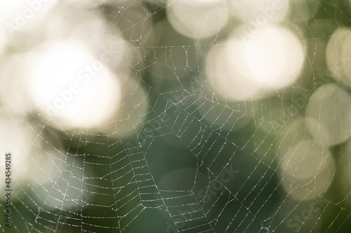 Spiderweb with raindrops in the morning light