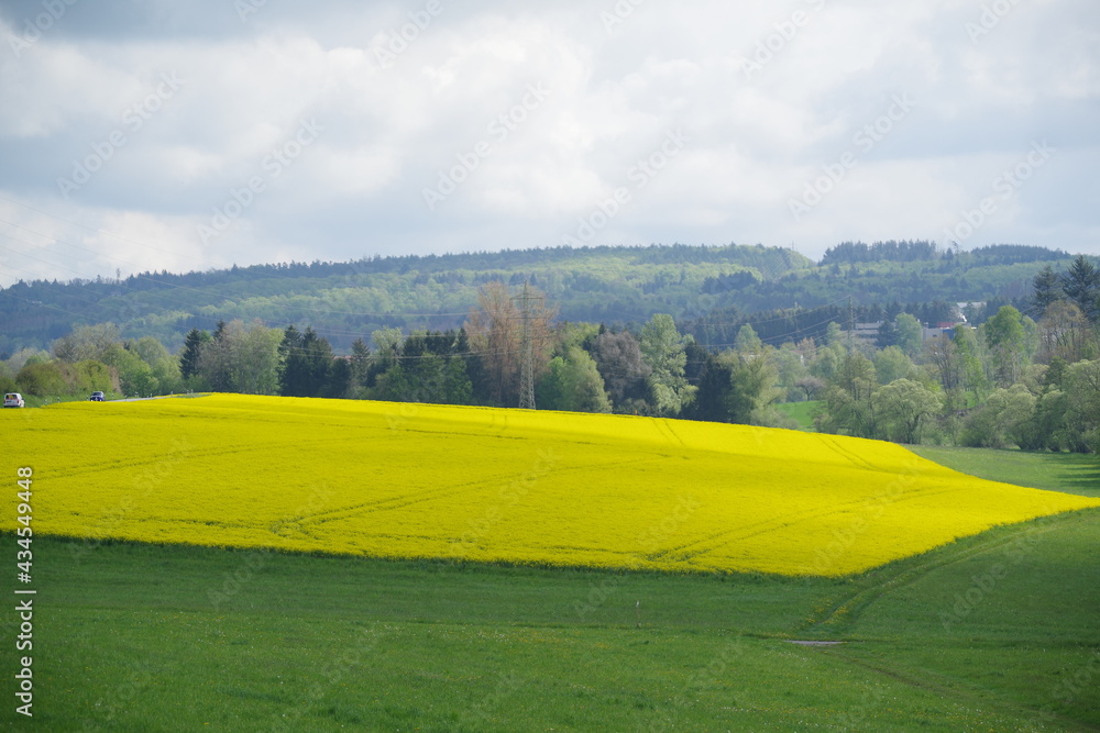 Rapsfeld Rapsfeld