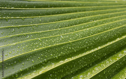 Tropical green leaf with raindrops