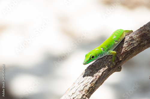 Small green lizard on a branch