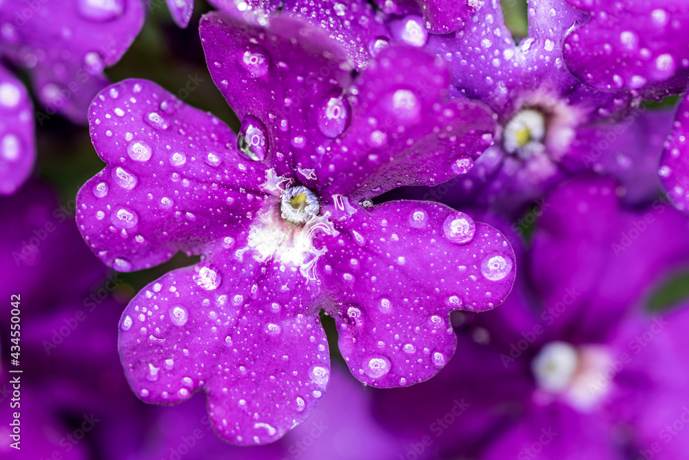 Flower Flower