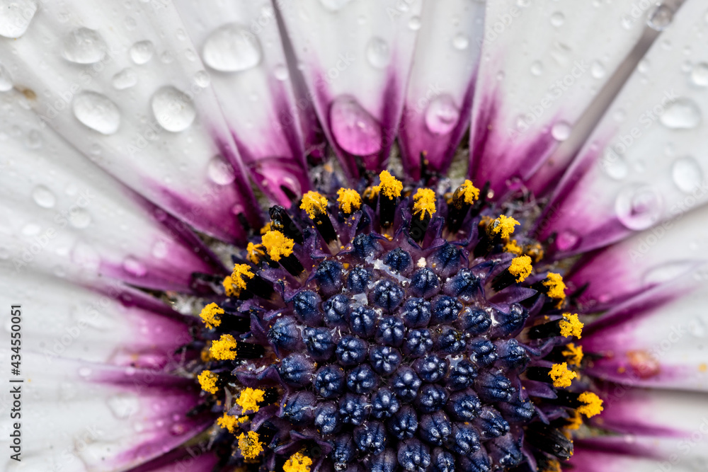 Obraz premium Flower
