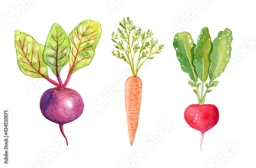 Watercolor vegetables set isolated on white background. Hand drawn carrot, beetroot, radish illustrations