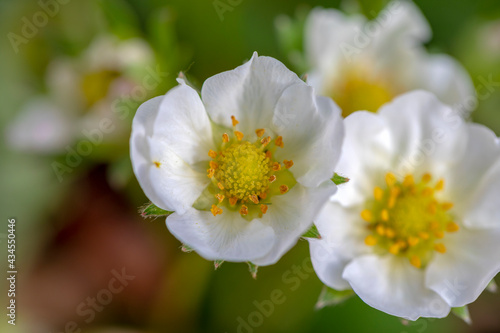 Macro photography of a blooming strawberry flowers. © vladographer