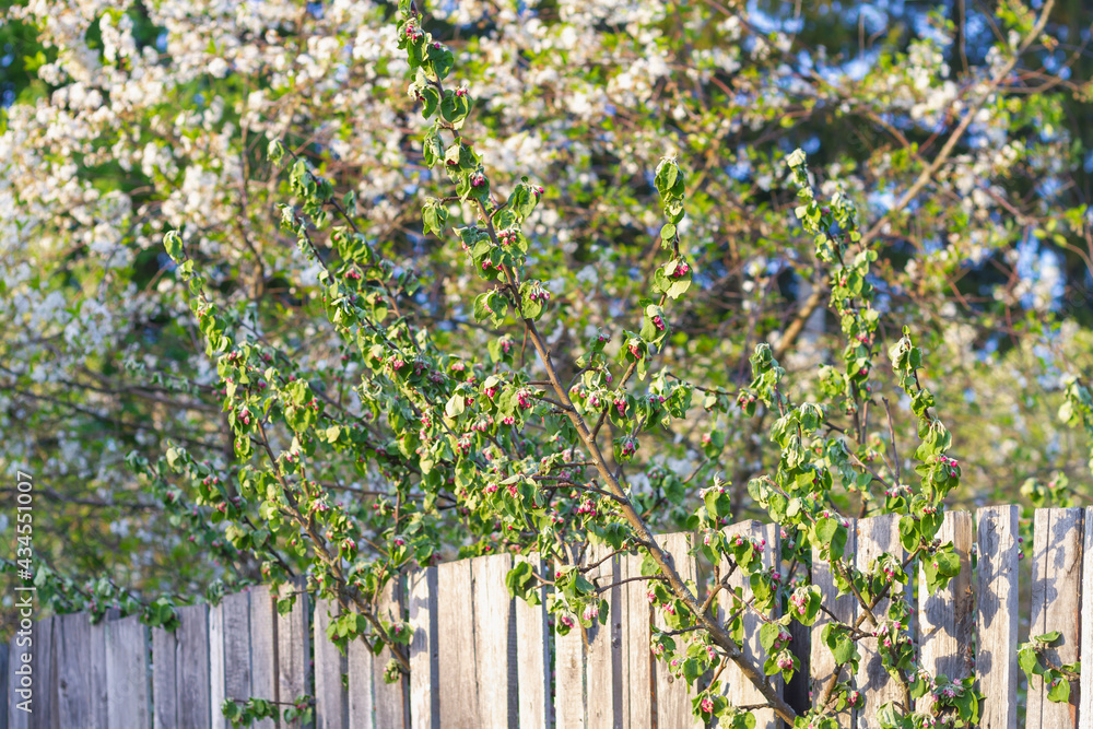 Withered buds and leaves of a beautiful cut apple tree in spring Withered buds and leaves of a beautiful cut apple tree in spring