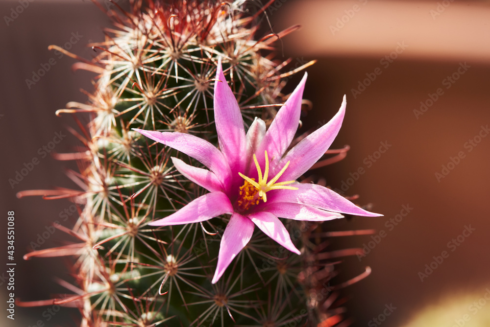 Close-up view of mammillaria beneckei cactus flower Close-up view of mammillaria beneckei cactus flower