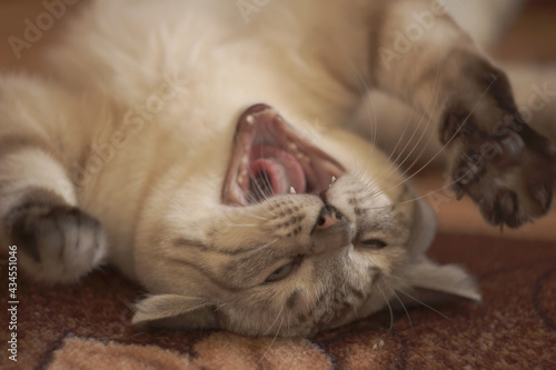 white cat on the carpet yawns opens its mouth © Konstantin