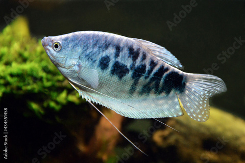 A beautiful blue fish of type three spot gourami and variety opaline gourami or blue gourami. This is a tropical and Asian fish.