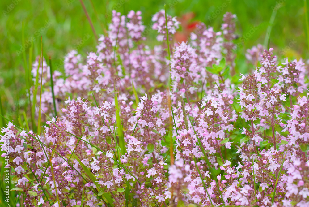Wild thyme herb in bloom, Thymus serpyllum Wild thyme herb in bloom, Thymus serpyllum