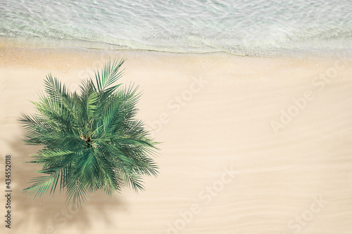 Top and aerial view on tropical sand beach, palm tree and sea. Ocean coastline. Drone photo. Background. Copy space
