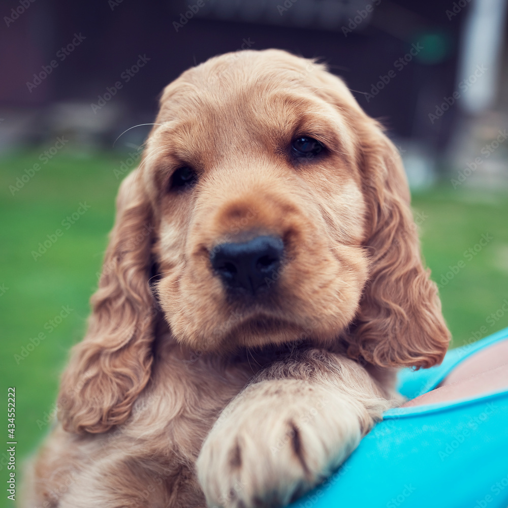 Little cute puppy of an English Cocker Spaniel in the arms of the owner. The baby dog with long ears looks cute into the camera. Beautiful dog Little cute puppy of an English Cocker Spaniel in the arms of the owner. The baby dog with long ears looks cute into the camera. Beautiful dog