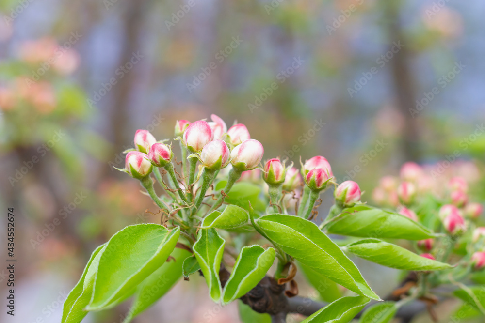Spring garden in the evening. Pear buds on a tree in the garden Spring garden in the evening. Pear buds on a tree in the garden