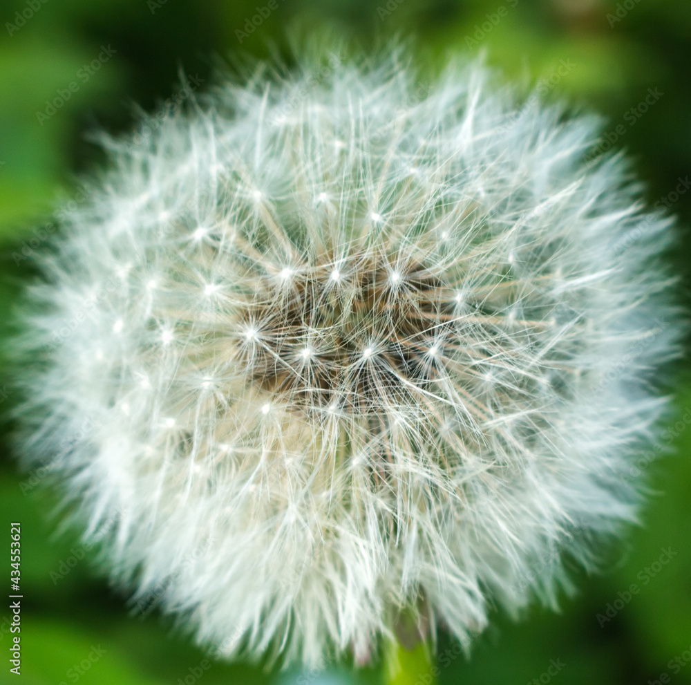 Fototapeta premium dandelion close up