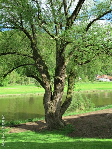 ein Baum an der Weser, durch das frische, zarte Grün kann man noch das andere Ufer erkennen - wunderschöner Mai !