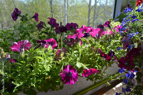 Wallpaper Mural Vibrant petunia and lobelia flowers in sunny summer day. Small urban garden on the balcony. Torontodigital.ca