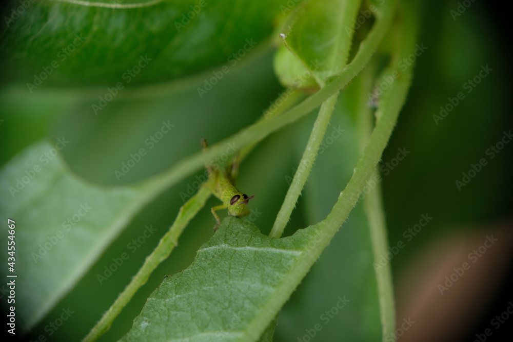 Close up of little green grashopper eating leaf. Close up of little green grashopper eating leaf.