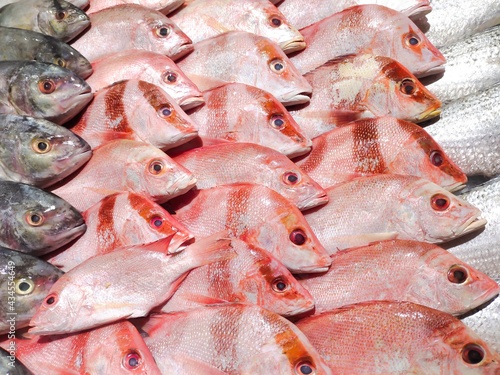 selective focus on sea fish in the market. sardines, snapper, grouper, parrot fish photo