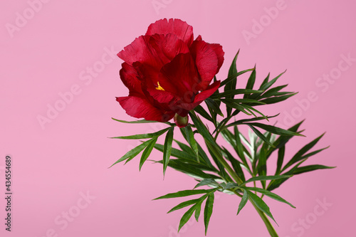 Dark red peony flower isolated on a pink background.