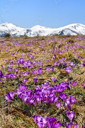 Spring landscape of flowers violet crocuses ( Crocus heuffelianus ) on glade in mountains covered of snow. Carpathian mountains