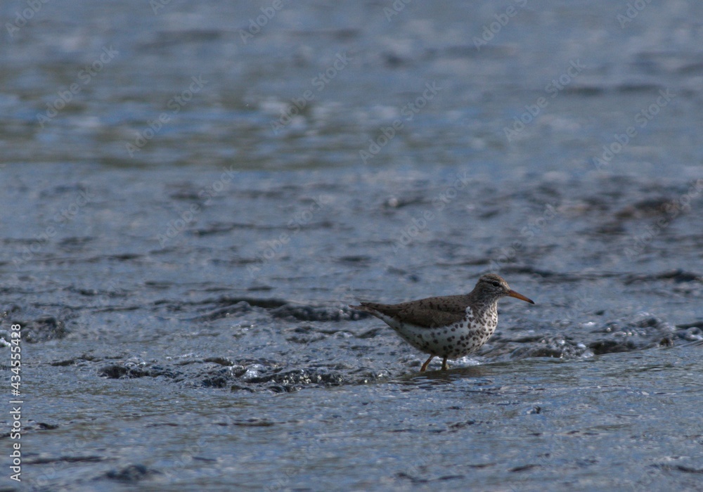 Obraz premium Spotted Sandpiper, Actitis macularius