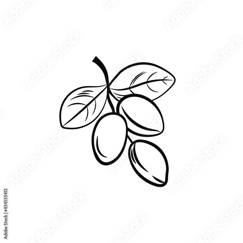 Vector illustration, Argan sprig, black and white icon template isolated on white background.

