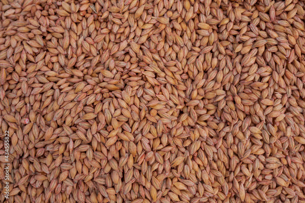 Wheat seeds background Wheat seeds background