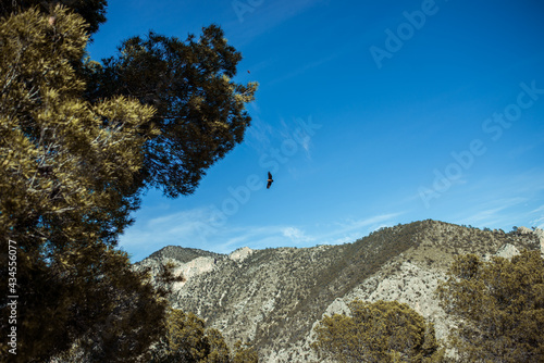 tree on top of mountain