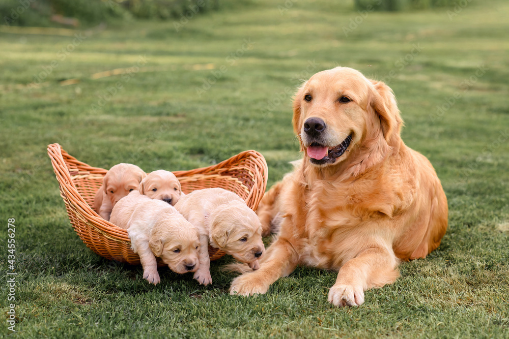 new born facts about golden retriever puppies