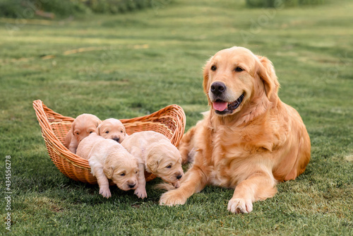 Fotografia golden retriever mom lies next to a basket with newborn golden retriever puppies