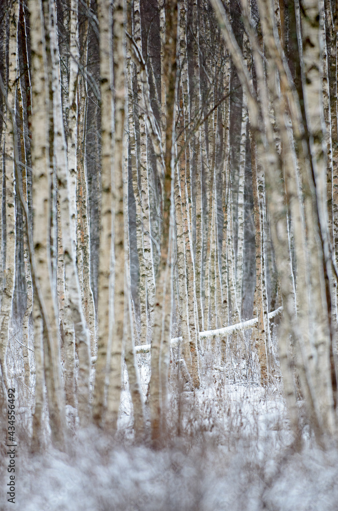 Fototapeta premium Birch forest in winter time