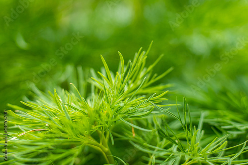 Green plant close-up. Background image.