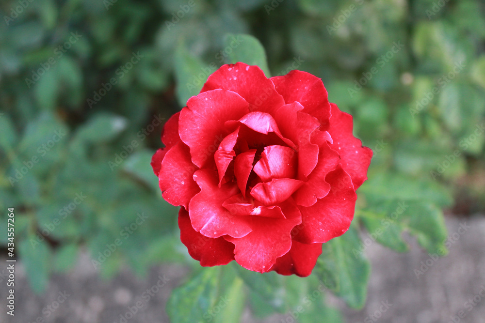 Obraz premium A bouquet of Moroccan gardens, beautiful flowers, love, colors, perfume,