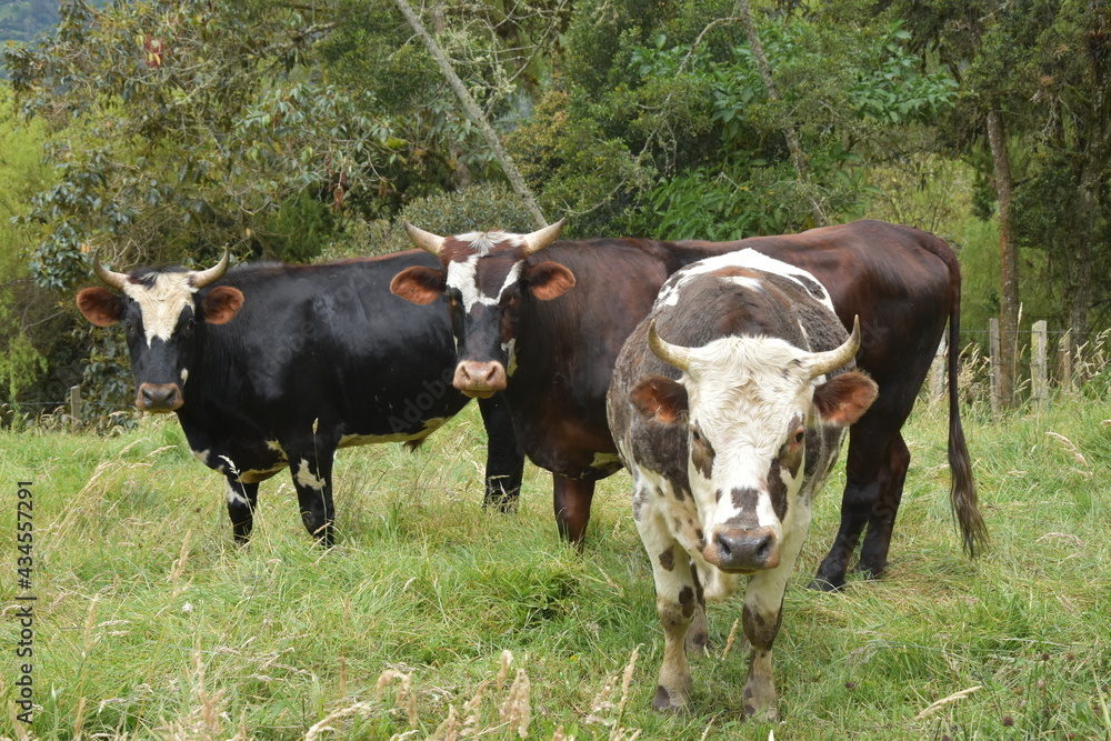 toros en potrero con cesped verde en ambiente natural, bueyes y pasaje