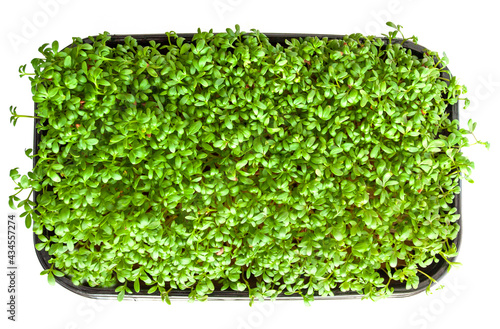 Garden cress in seed sprouter photo