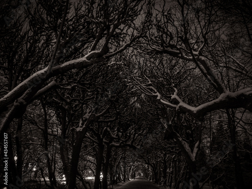 Wallpaper Mural Park Oliwski nocą 3 Torontodigital.ca