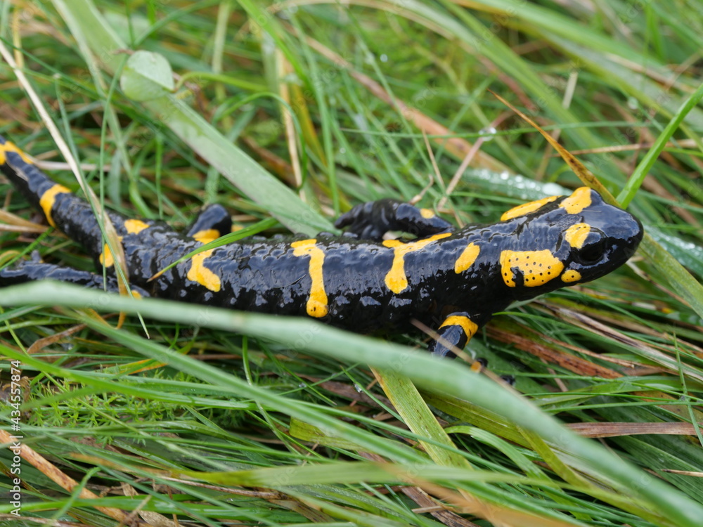Fototapeta premium Schwarz-Gelber Salamander auf Gras