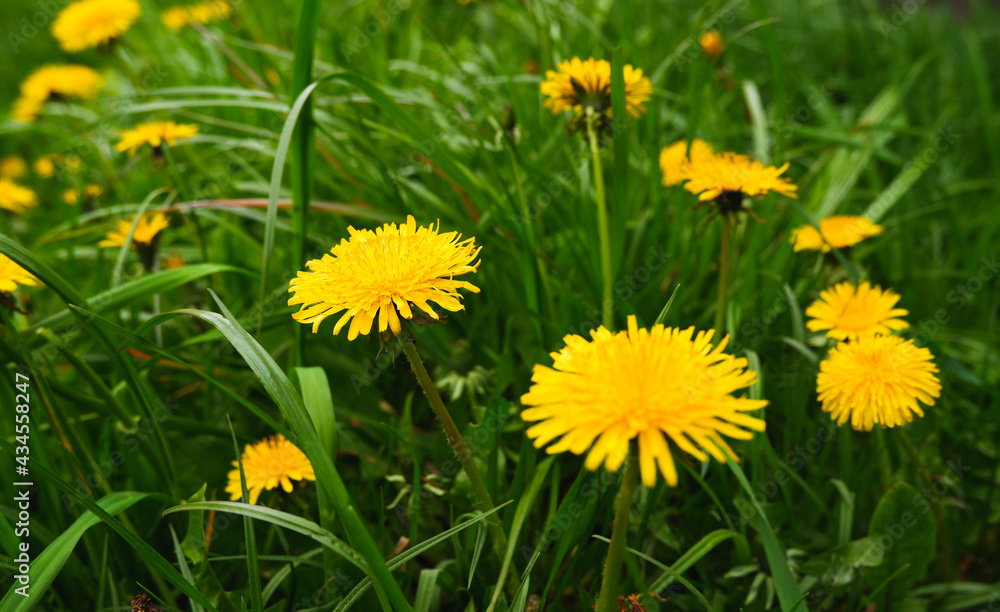 Yellow dandelions blooming in spring on a background of green succulent grass Yellow dandelions blooming in spring on a background of green succulent grass