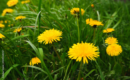 Yellow dandelions blooming in spring on a background of green succulent grass