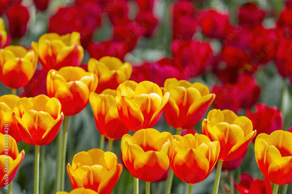 Multi-colored bright tulips blossom in a sunny park. Genus of perennial herbaceous bulbous plants of the family Liliaceae