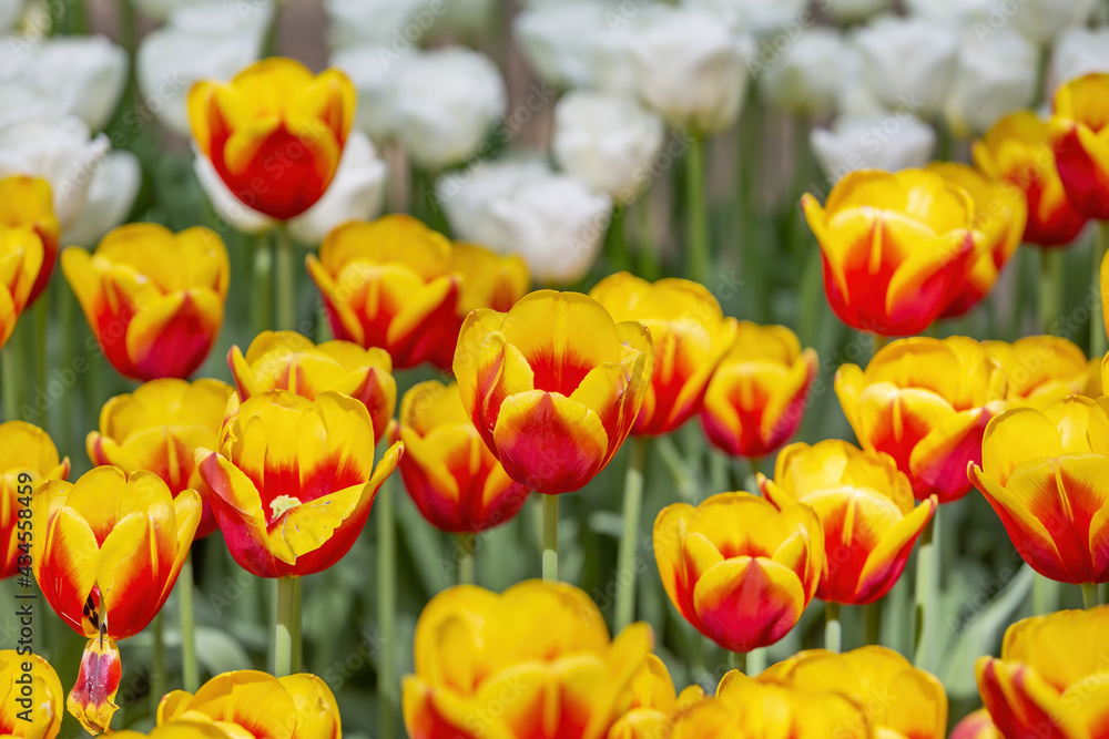 Multi-colored bright tulips blossom in a sunny park. Genus of perennial herbaceous bulbous plants of the family Liliaceae Multi-colored bright tulips blossom in a sunny park. Genus of perennial herbaceous bulbous plants of the family Liliaceae