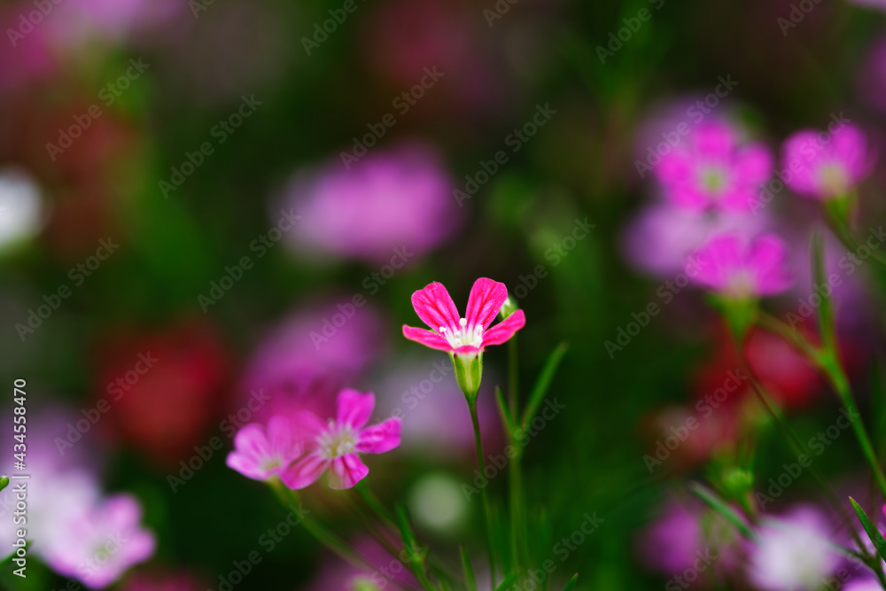 Group of flower blooming in garden with selective focus beauty background Group of flower blooming in garden with selective focus beauty background