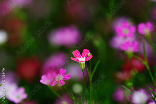 Group of flower blooming in garden with selective focus beauty background