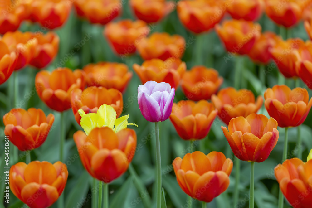 Multi-colored bright tulips blossom in a sunny park. Genus of perennial herbaceous bulbous plants of the family Liliaceae Multi-colored bright tulips blossom in a sunny park. Genus of perennial herbaceous bulbous plants of the family Liliaceae