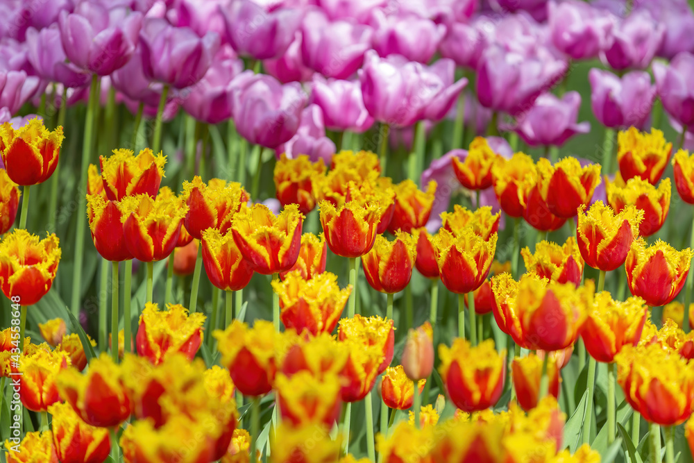 Multi-colored bright tulips blossom in a sunny park. Genus of perennial herbaceous bulbous plants of the family Liliaceae