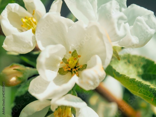 White blossoming apple trees in the sunny light. Close up. Macro. Summer spring flowers background. Enjoying nature.