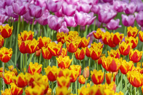 Multi-colored bright tulips blossom in a sunny park. Genus of perennial herbaceous bulbous plants of the family Liliaceae