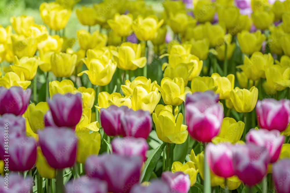 Multi-colored bright tulips blossom in a sunny park. Genus of perennial herbaceous bulbous plants of the family Liliaceae Multi-colored bright tulips blossom in a sunny park. Genus of perennial herbaceous bulbous plants of the family Liliaceae